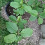 Viburnum lentago Blatt