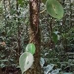 Peperomia peltilimba Hoja