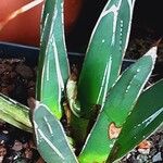 Agave victoriae-reginae Leaf