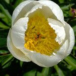 Paeonia lactiflora Blüte