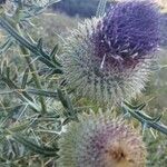 Cirsium eriophorumOther