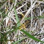 Carex pauciflora Blomst