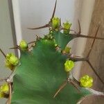 Euphorbia grandicornisFolha