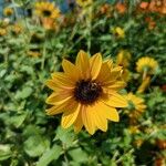 Helianthus debilis Fiore