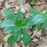 Daphne laureola Leaf