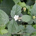 Rubus caesius Blüte