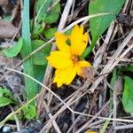 Coreopsis auriculata Blüte