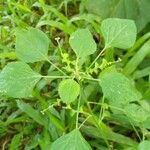 Acalypha indicaFolla