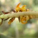 Bulbophyllum imbricatum Flower