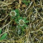 Trifolium bocconei Natur