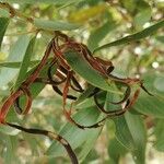 Acacia longifolia ഫലം