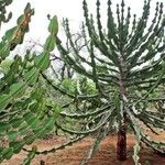 Euphorbia cooperi Folha