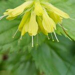 Paederota lutea Kwiat