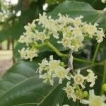 Hovenia dulcis Floare