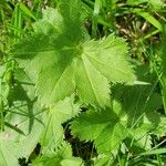 Alchemilla micans Hoja