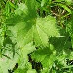 Alchemilla micans Leaf