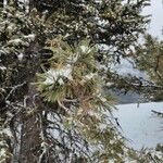 Pinus flexilis Leaf