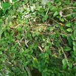 Microgramma vacciniifolia Ліст