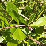 Phyla nodiflora Leaf