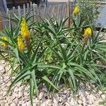 Aloiampelos striatula Lorea