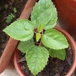Aristotelia chilensis Fuelha