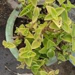 Coleus amboinicus Leaf