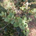 Quercus rotundifolia Leaf