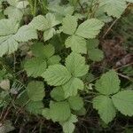Rubus canescens 葉