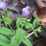 Trichostema dichotomum Hábito