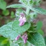 Stachys alpina പുഷ്പം