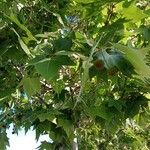 Platanus orientalis Fruit