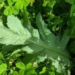 Papaver somniferumLapas