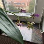 Zygopetalum maculatum Hoja