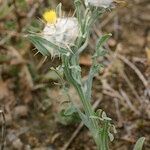 Centaurea eriophora Other