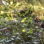 Utricularia geminiscapa