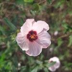 Pavonia hastata Flower