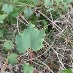 Vitis rotundifolia पत्ता