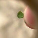 Medicago coronata Leaf