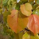 Prunus armeniaca Leaf