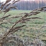 Calamagrostis epigejos Blomst