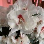 Rhododendron alabamense Cvet