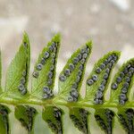 Polystichum lonchitis Frutto