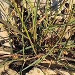 Aristida adscensionis Leaf