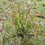 Luzula campestris Hábito