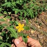 Pavonia sepium Other