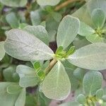 Portulaca oleracea Folio