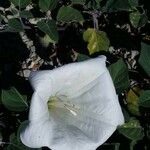 Datura innoxia 花