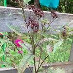 Vernonia noveboracensis Flower