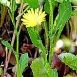 Urospermum picroides Flower