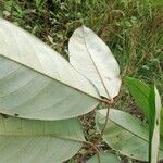 Anthonotha macrophylla Leaf